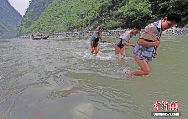 三峡裸体纤夫再现神农溪