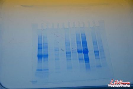 　公司的科研人员正在检验各种植物的DNA，以寻求能更完美替代鸡蛋的方案。