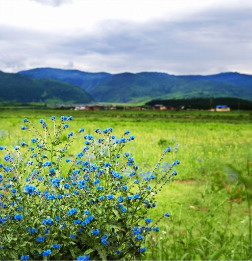 7月香格里拉