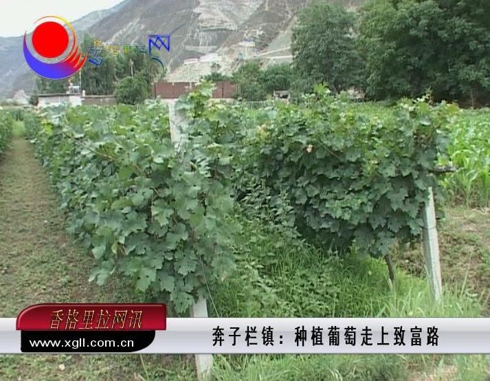 奔子栏镇：种植葡萄走上致富路