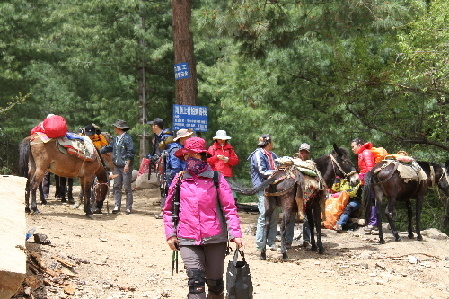 大批游客进入梅里雪山景区