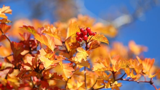 香格里拉的秋天如此之美