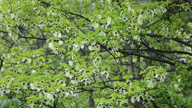 维西康普的珙桐花开了，让你看看镜头中的“白鸽飞舞”！