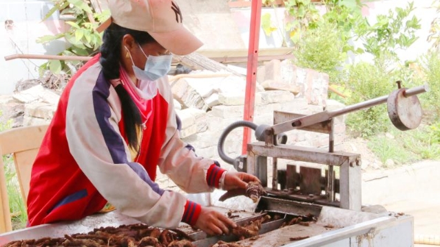 维西伟宏农特资源开发有限责任公司工人正在对木香进行切片加工