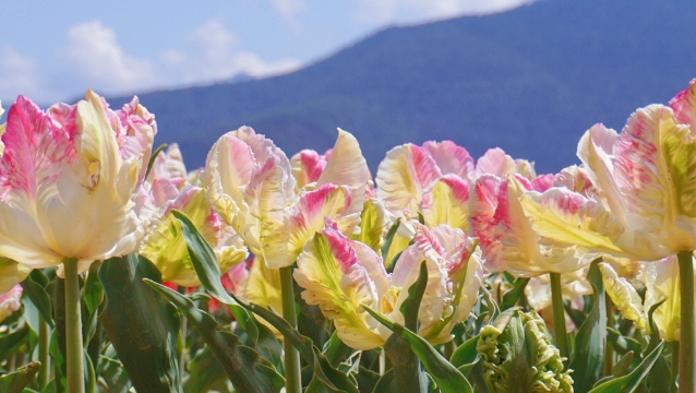 赏花正当时！香格里拉高山植物园郁金香花海正迷人