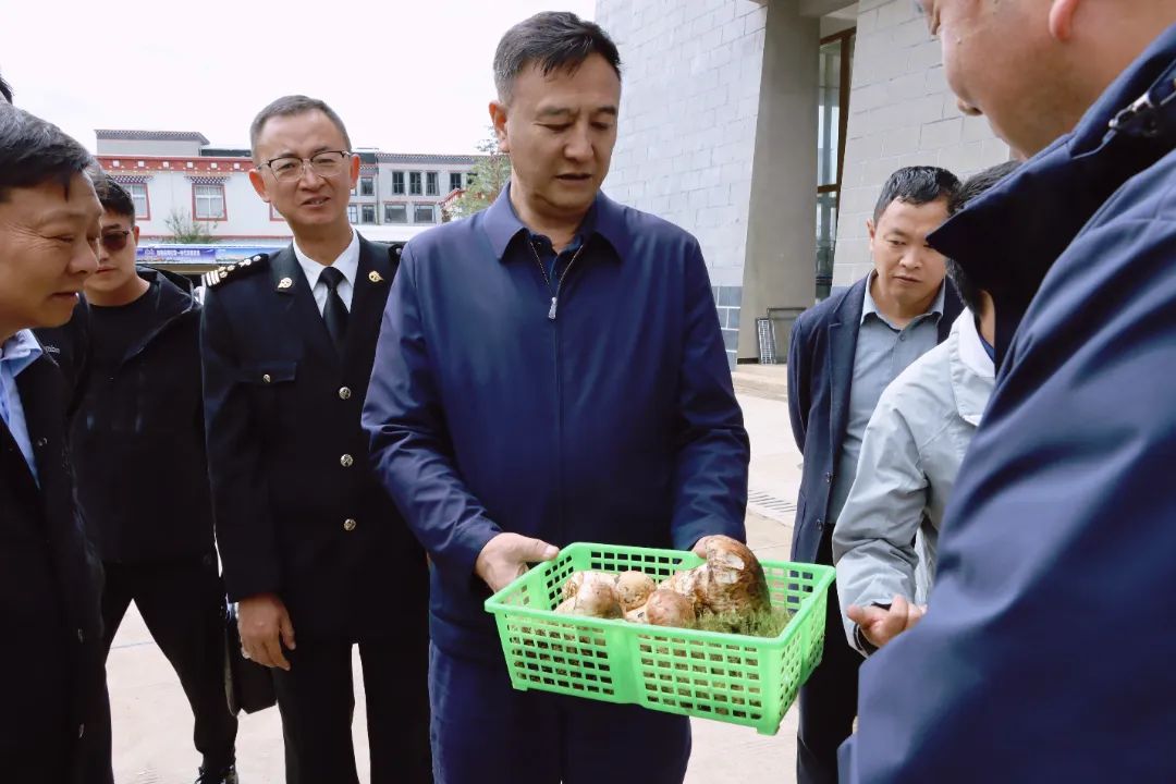 张卫东到香格里拉松茸交易市场调研时强调：持续提升香格里拉松茸知名度