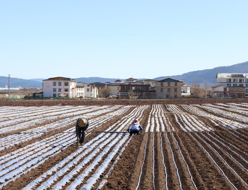 香格里拉市建塘镇尼史村布伦村民小组为节后种植莴笋做准备