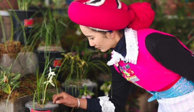 香格里拉高山植物园特色兰花展持续开放