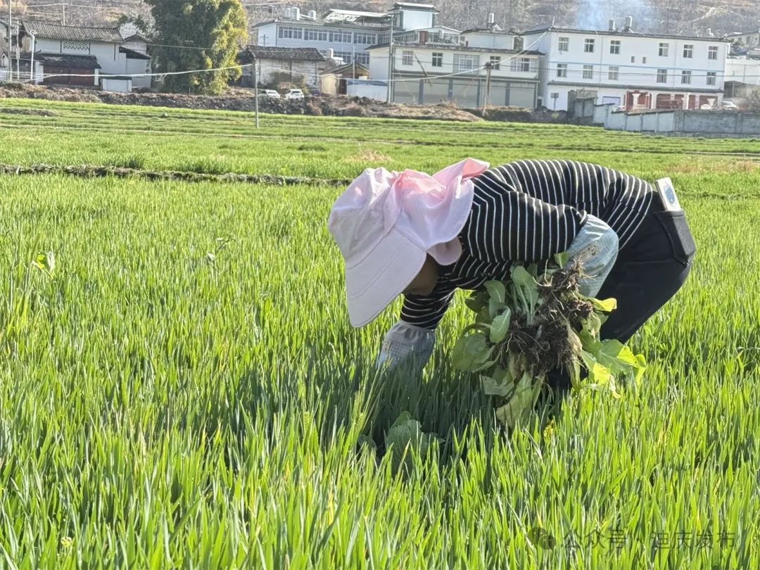 迪庆各地：春耕备耕忙 油菜花开美