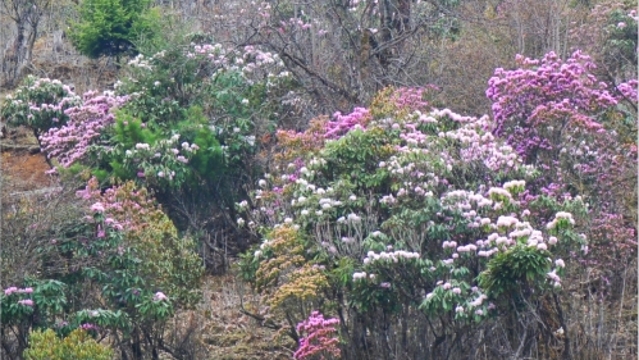 紫玉盘杜鹃——红棕杜鹃灌丛